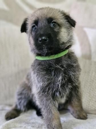 German shepherd cross Belgium Malinois puppies for sale in Leicester, Leicestershire - Image 4