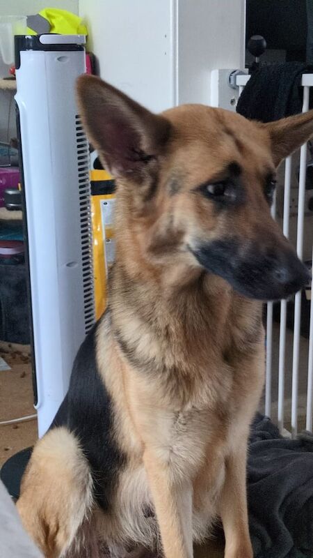 German Shepherd puppies for sale in Redcar, North Yorkshire – 8 weeks old