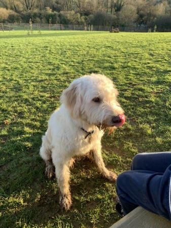 German Shepherd puppies for sale in Banbury, Oxfordshire – 2 years old - Image 2 of 5