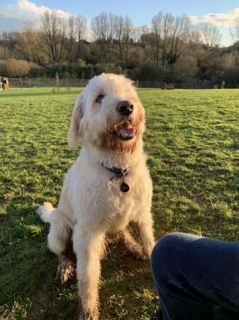 German Shepherd puppies for sale in Banbury, Oxfordshire – 2 years old - Image 3 of 5