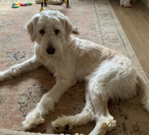 German Shepherd puppies for sale in Banbury, Oxfordshire – 2 years old - Image 4 of 5