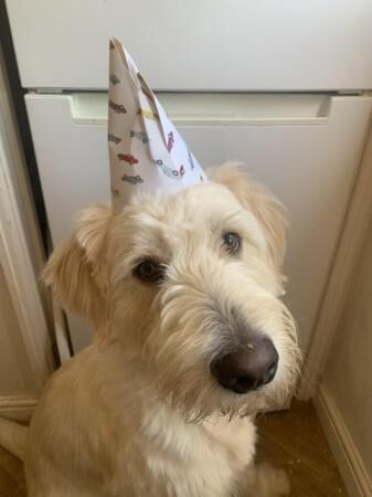 German Shepherd puppies for sale in Banbury, Oxfordshire – 2 years old - Image 5 of 5