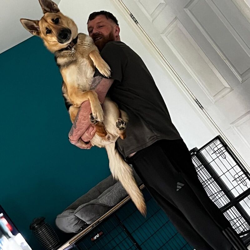 German shepherd cross Huskey needs new home for sale in Somerset - Image 2