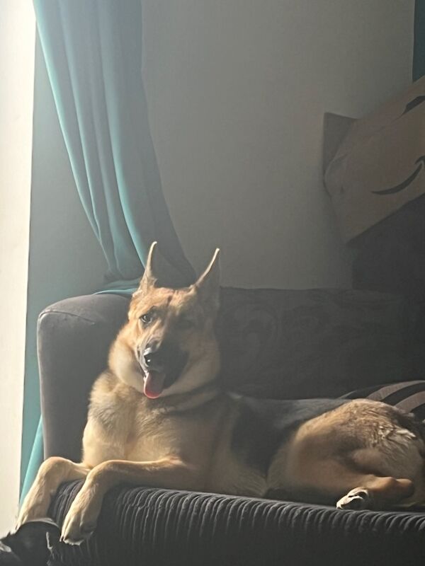 German shepherd cross Huskey needs new home for sale in Somerset - Image 3