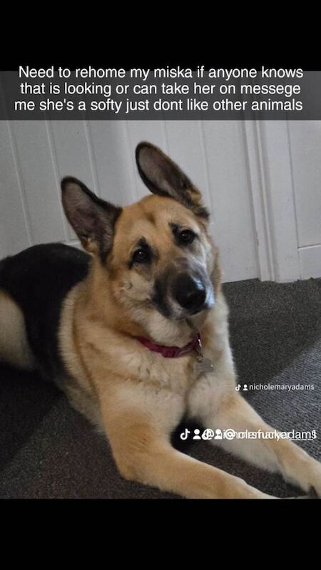 German Shepherd puppies for sale in Leicester, Leicestershire – 3 years old