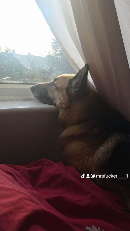 German Shepherd puppies for sale in Leicester, Leicestershire – 3 years old - Image 2 of 4