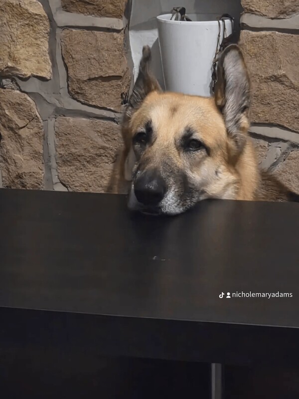 German Shepherd puppies for sale in Leicester, Leicestershire – 3 years old - Image 3 of 4