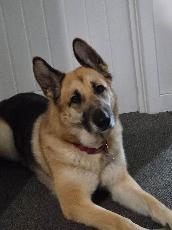 German Shepherd puppies for sale in Leicester, Leicestershire – 3 years old - Image 4 of 4