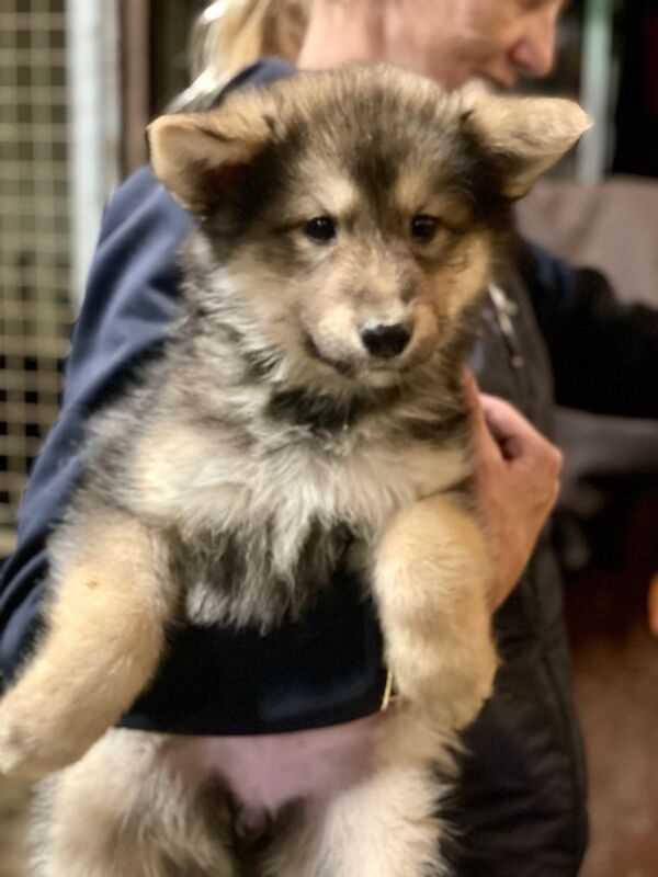 German Shepherd cross Husky Puppies