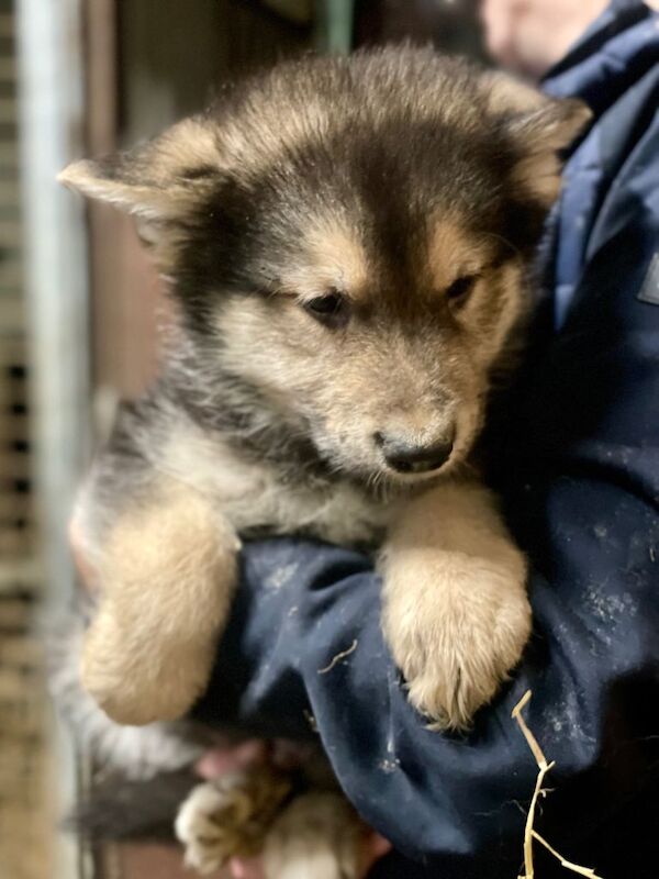 German Shepherd cross Husky Puppies - Image 2 of 4