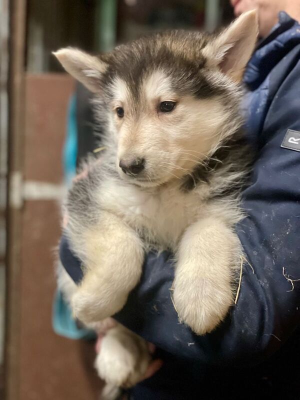 German Shepherd cross Husky Puppies - Image 3 of 4