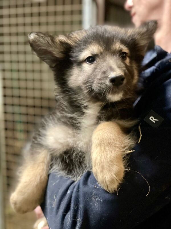 German Shepherd cross Husky Puppies - Image 4 of 4
