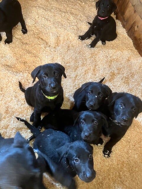 German Shepherd puppies for sale in Nottingham, Nottinghamshire – 3 months old - Image 3 of 4