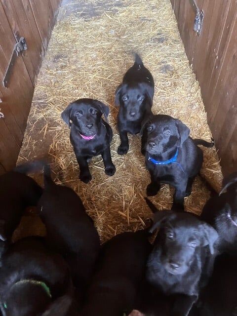 German Shepherd puppies for sale in Nottingham, Nottinghamshire – 3 months old - Image 4 of 4