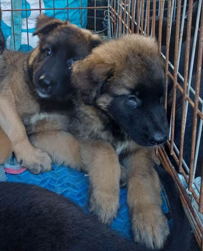 German shepherd cross Malinois puppies