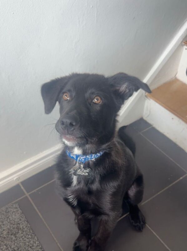 German shepherd cross puppy