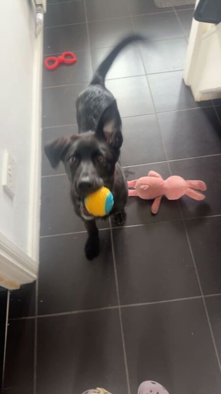 German shepherd cross puppy - Image 2 of 4