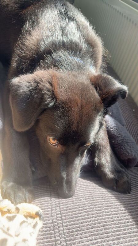 German shepherd cross puppy - Image 3 of 4