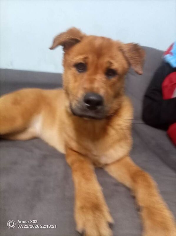 German Shepherd Cross Puppy