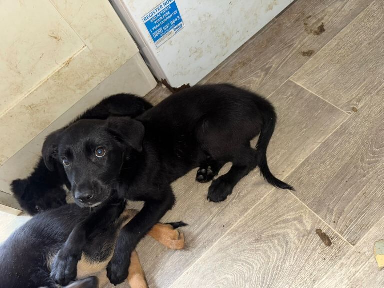 Labrador