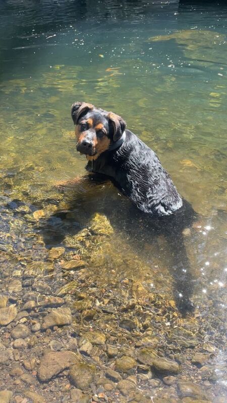 German shepherd cross Rottweiler