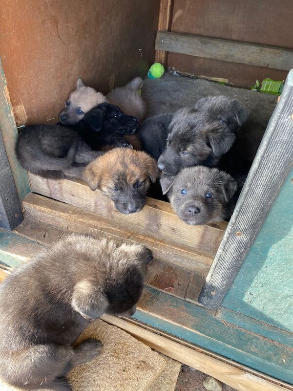 German Shepherd puppies for sale in Cumbernauld, Dunbartonshire – 6 weeks old
