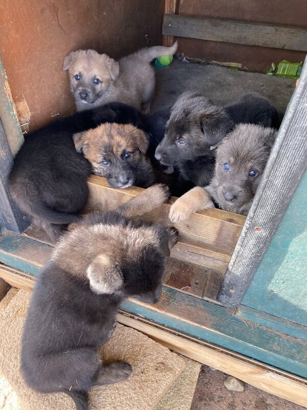 German Shepherd puppies for sale in Cumbernauld, Dunbartonshire – 6 weeks old - Image 2 of 3