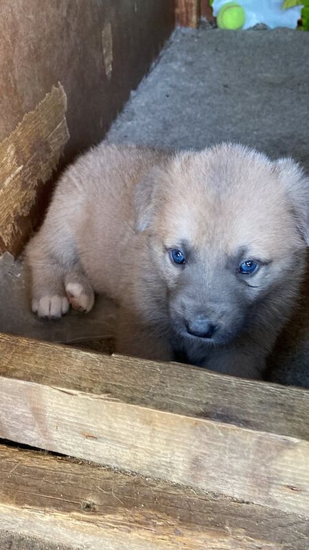 German Shepherd puppies for sale in Cumbernauld, Dunbartonshire – 6 weeks old - Image 3 of 3