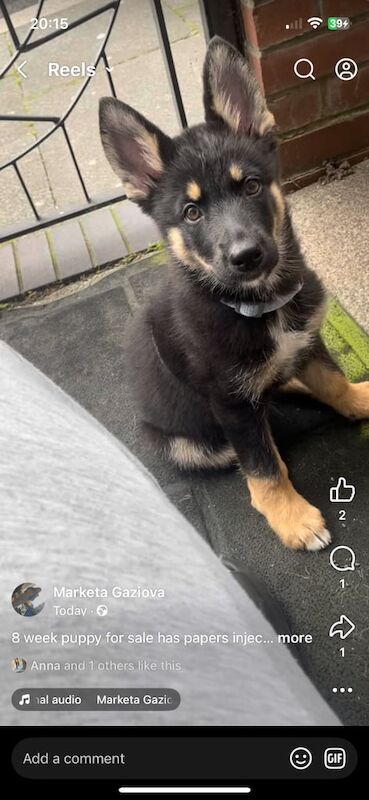 German Shepherd puppies for sale in Newcastle upon Tyne, Tyne and Wear – 10 weeks old