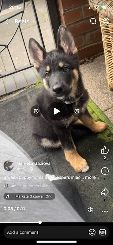 German Shepherd puppies for sale in Newcastle upon Tyne, Tyne and Wear – 10 weeks old - Image 2 of 3
