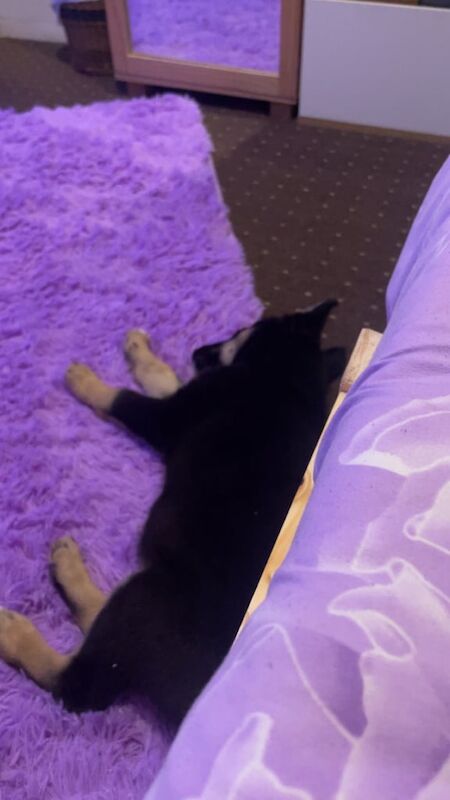 German Shepherd puppies for sale in Newcastle upon Tyne, Tyne and Wear – 10 weeks old - Image 3 of 3