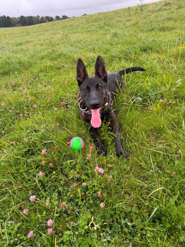 German Shepherd crossed with a Dutch Herder - Image 2 of 3