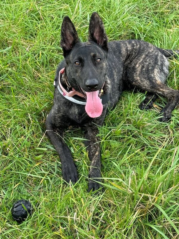 German Shepherd crossed with a Dutch Herder - Image 3 of 3