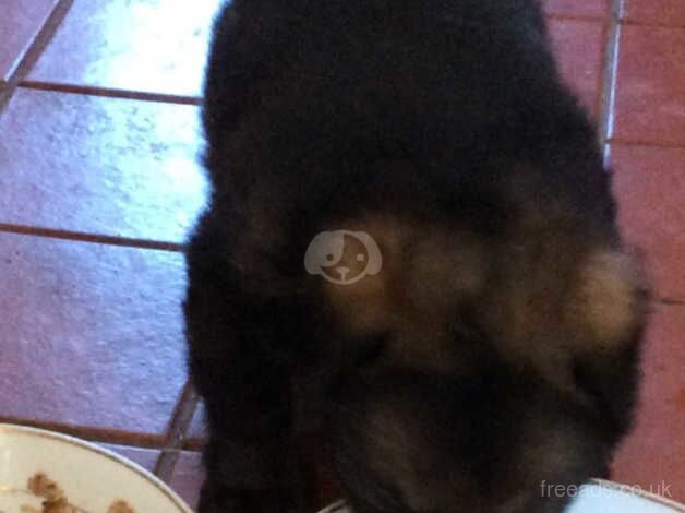 German Shepherd puppies for sale in Chelmsford, Essex – 1 year old - Image 2 of 2