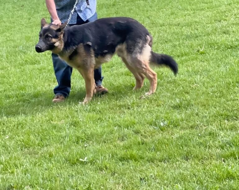 German Shepherd puppies for sale in Bexleyheath, Greater London – 1 year old