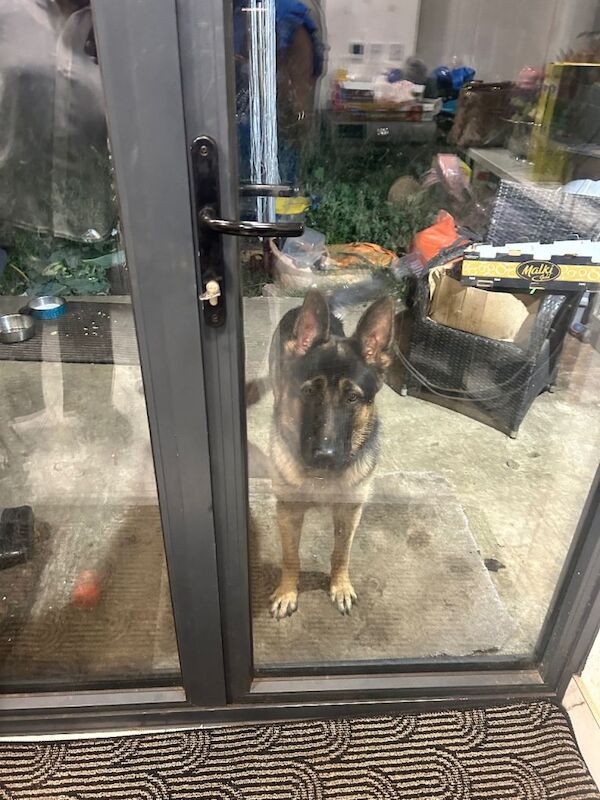 German shepherd dog 1yr and 8 months - Image 2 of 2