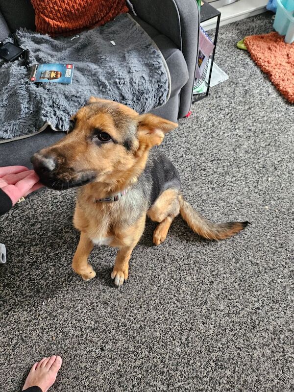 German shepherd dog for sale in Tingley, West Yorkshire