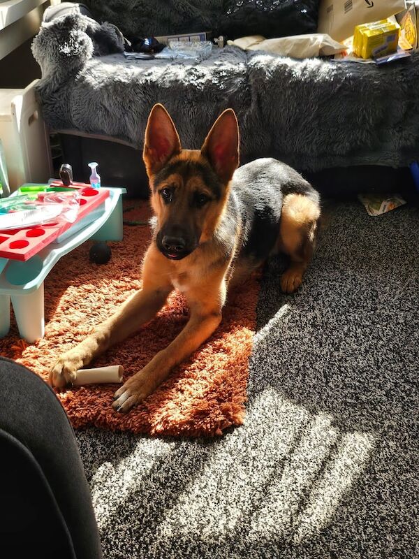 German Shepherd puppies for sale in Tingley, West Yorkshire – 1 year old - Image 2 of 2