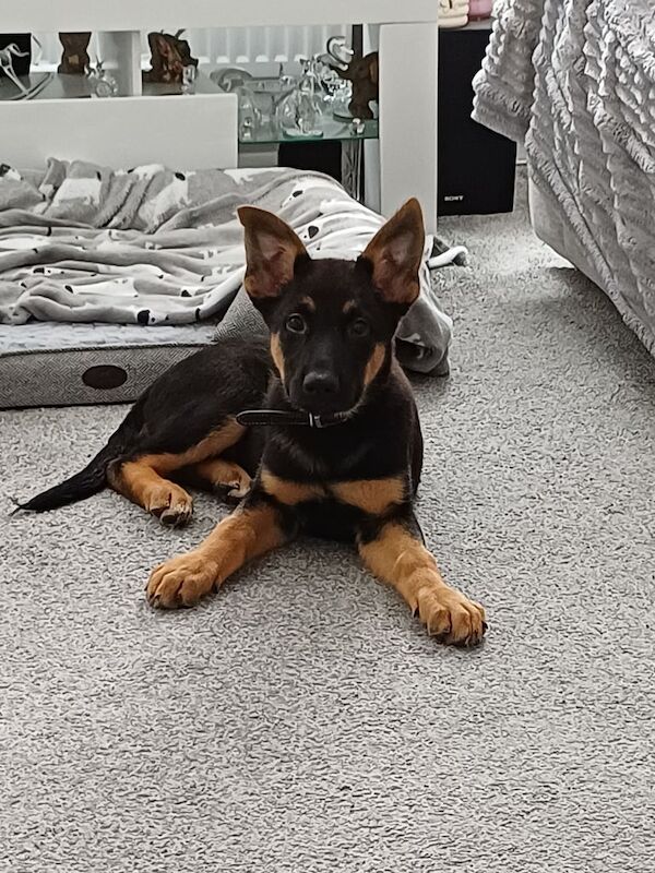 German Shepherd puppies for sale in Chelmsford, Essex – 3 months old