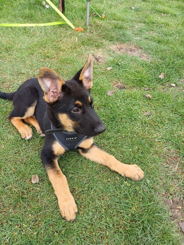 German Shepherd puppies for sale in Chelmsford, Essex – 3 months old - Image 3 of 3