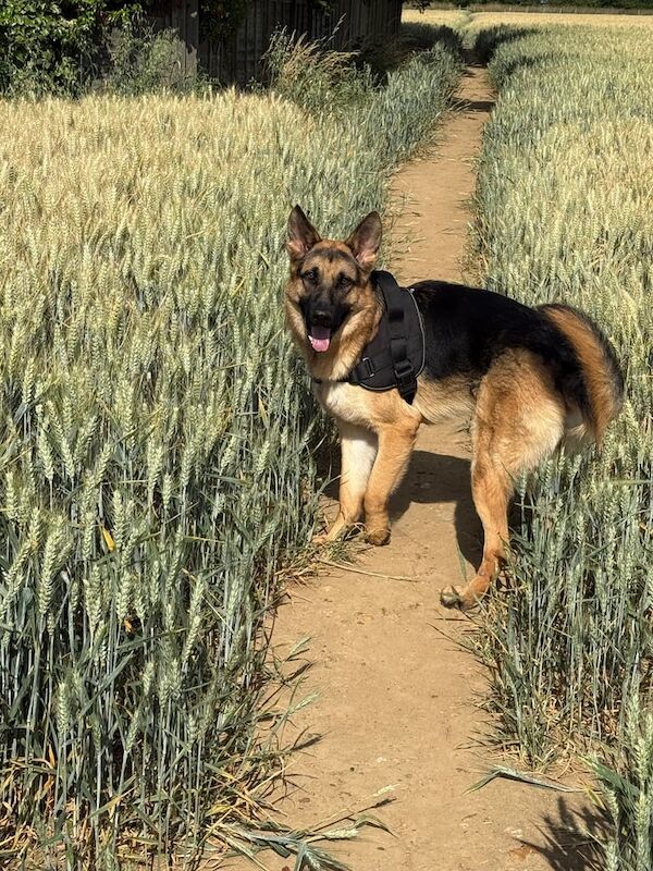 German Shepherd puppies for sale in Sturry, Kent – 1 year old
