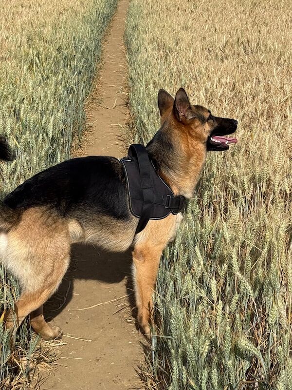 German Shepherd puppies for sale in Sturry, Kent – 1 year old - Image 2 of 3