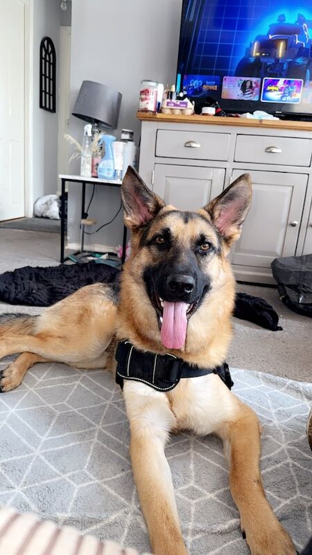German Shepherd puppies for sale in Sturry, Kent – 1 year old - Image 3 of 3