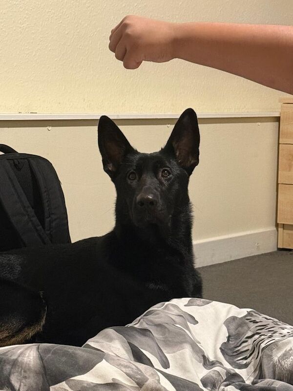 German Shepherd puppies for sale in Putney, Greater London – 1 year old