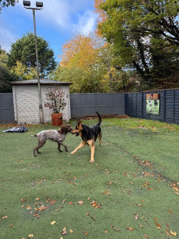 German Shepherd puppies for sale in Guildford, Surrey – 4 years old
