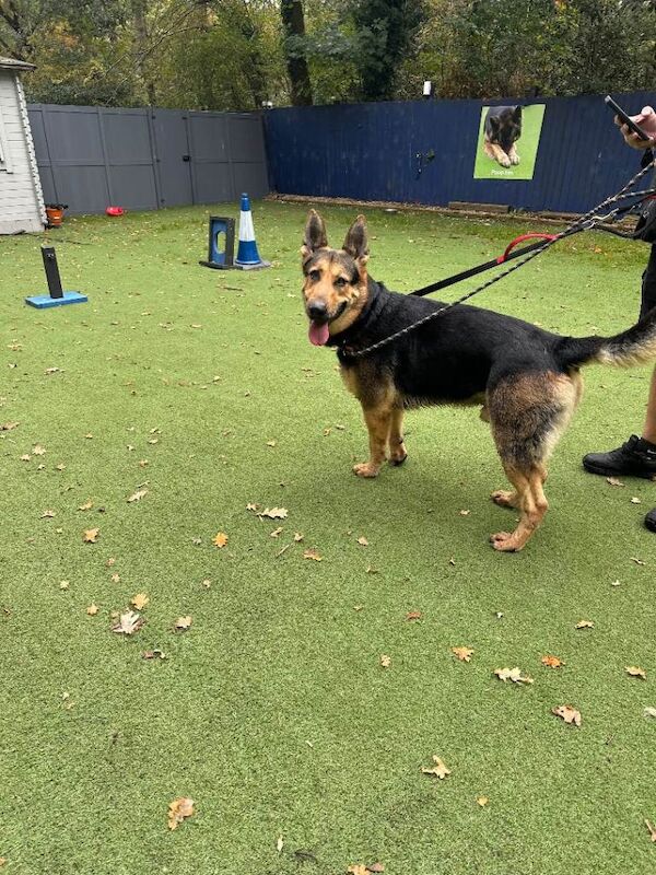 German Shepherd puppies for sale in Guildford, Surrey – 4 years old - Image 2 of 3