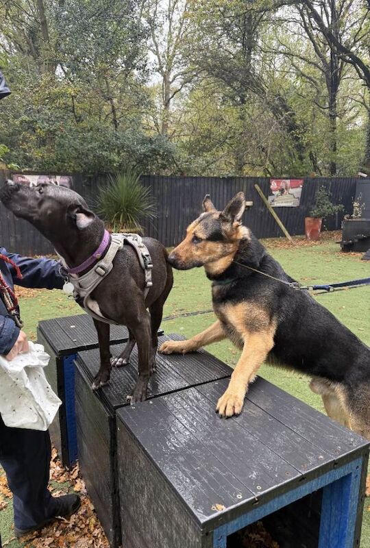 German Shepherd puppies for sale in Guildford, Surrey – 4 years old - Image 3 of 3