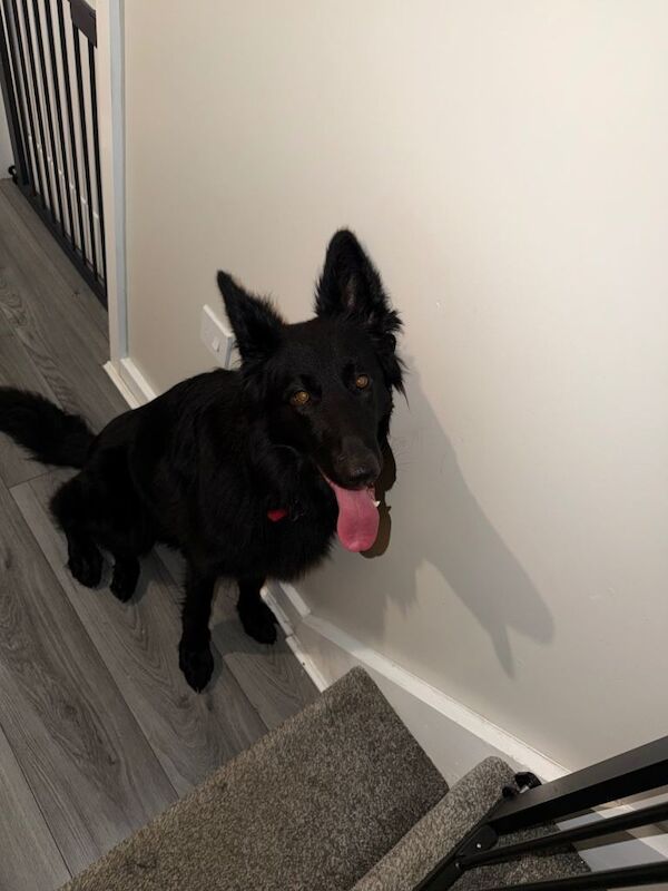 German Shepherd puppies for sale in Kingswood, Buckinghamshire – 1 year old