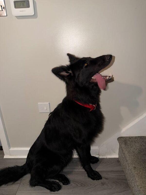 German Shepherd puppies for sale in Kingswood, Buckinghamshire – 1 year old - Image 2 of 2