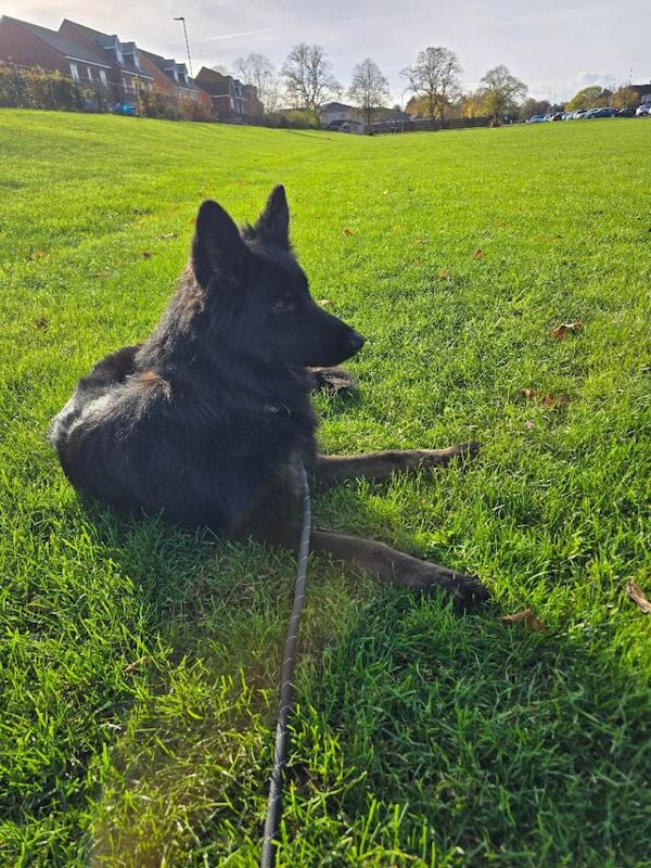 German Shepherd puppies for sale in Middlesbrough, North Yorkshire – 2 years old